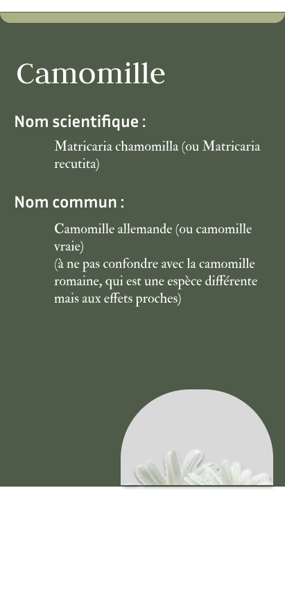 MedPlante Concepte